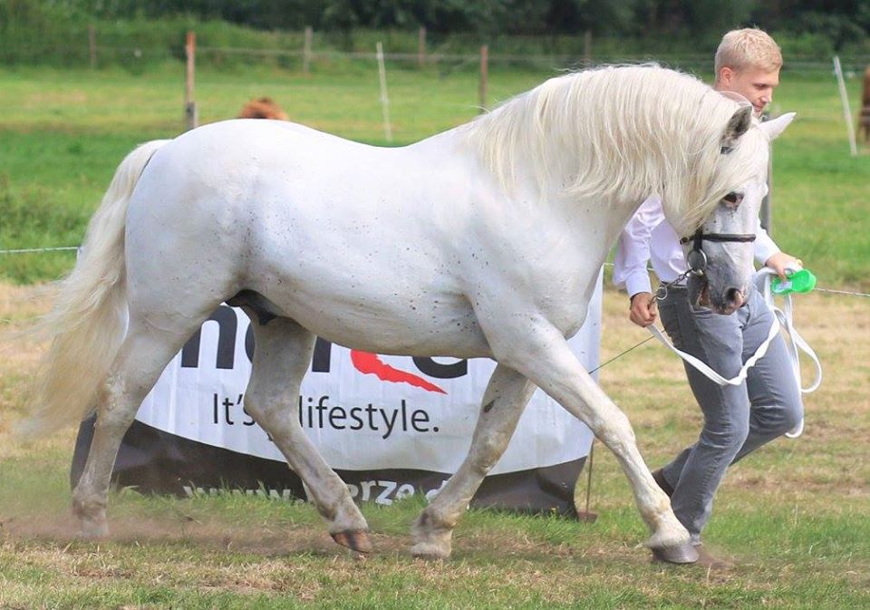 Connemara Pony